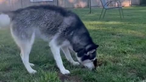 Dogs rely on the bathroom to bathe like, bathing outdoors is like fighting a war