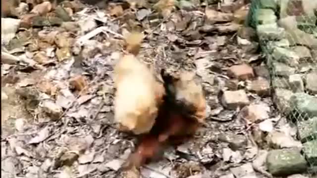 Chicken vs dog funney fight