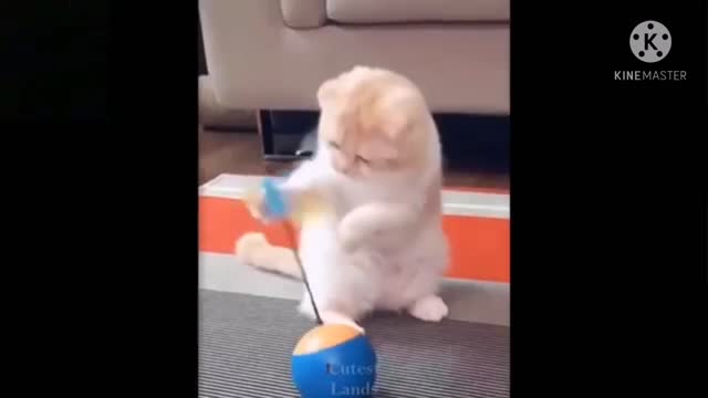 🤣Funny animal videos 2021 🤣