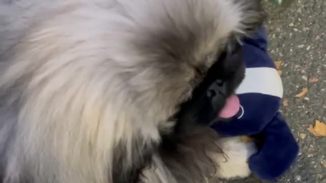 🔥Funniest Dogs will make you laugh all day long | Instagram Reels and Tiktok Videos | Desi animals 🔥