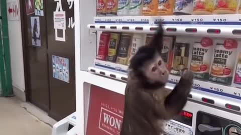Monkey purchasing sneaks from automatically machine