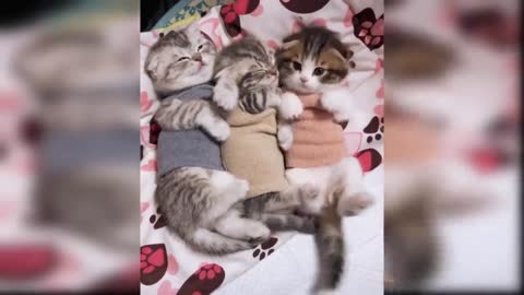 cute kittens funny videos compilation
