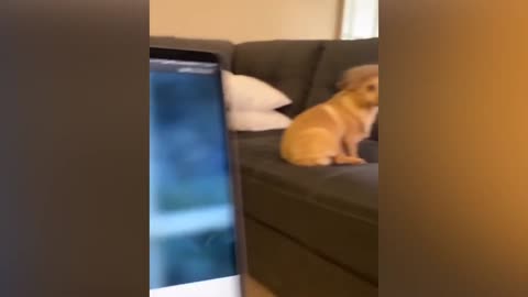 Dog doing donald trump cosplay