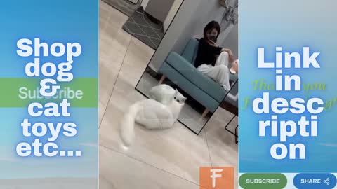 Funny Black Cat | White Cat Reaction front of Mirror | Forever Living Intll