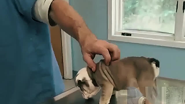 The dog is examined