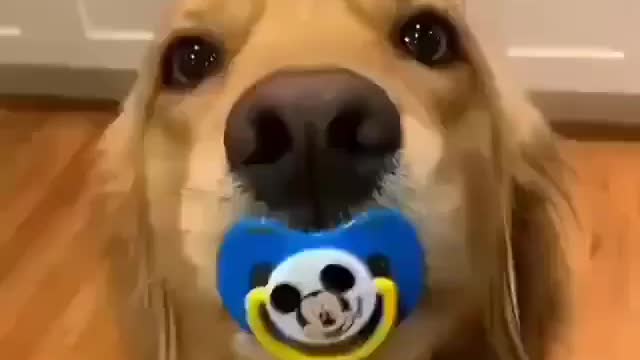 Dog With A Binkie