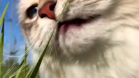 Cat iting a grass