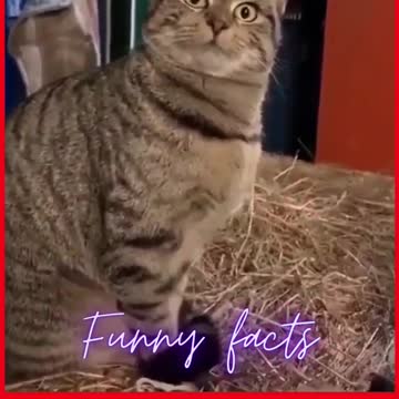 Funny Cats Videos.https://freeltc.io/?ref=MOBARAK