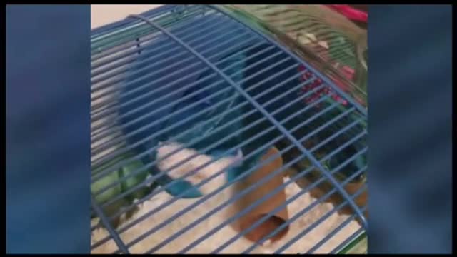 Can't stop laughing animals 🐈😺 Cute #44💋🥺