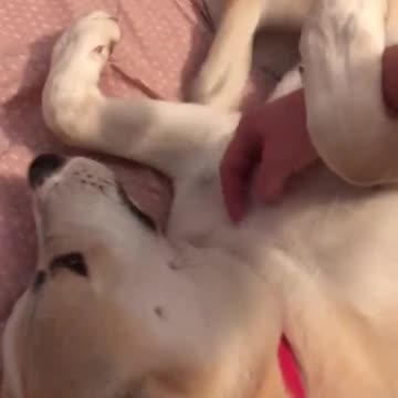 Dog Likes It When I play with His Belly