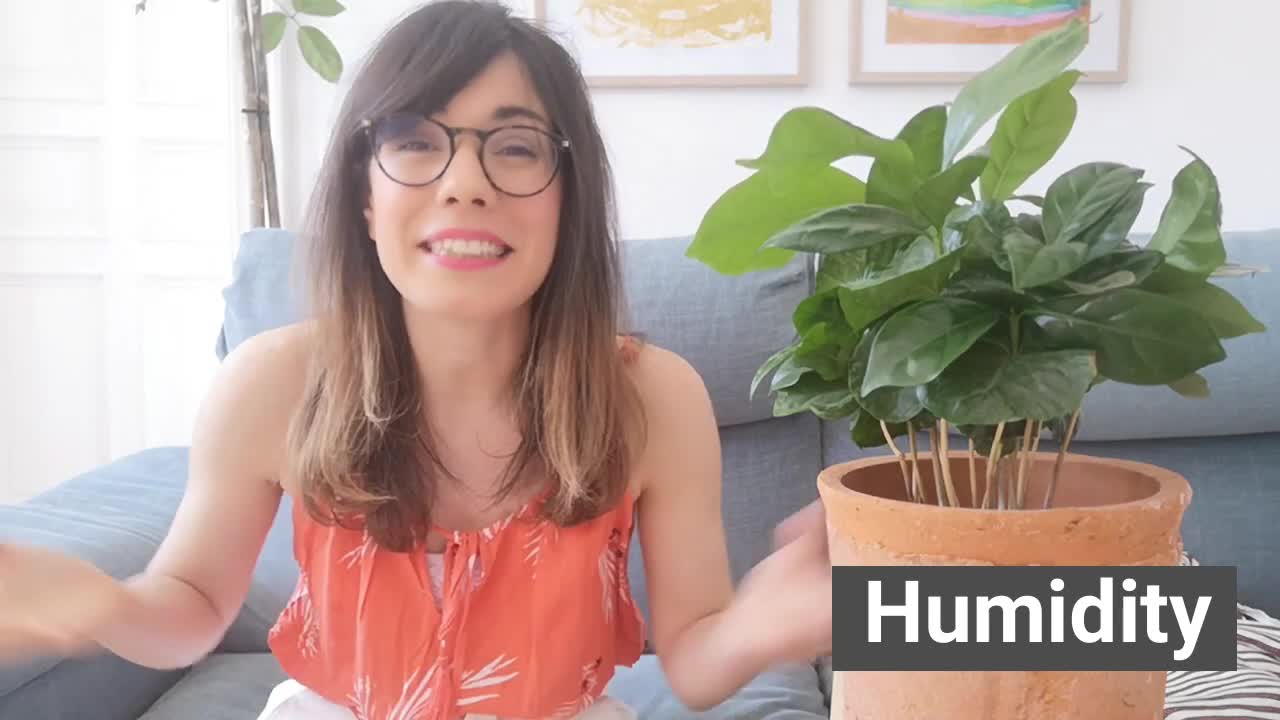 How To Properly Raise A Coffee Plant At Home (Easy Steps)