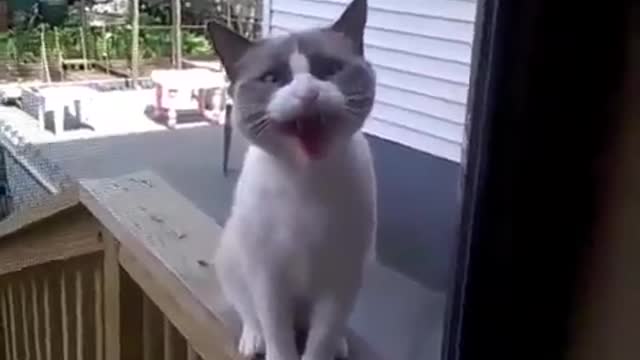 CAT SCREAMING || FUNNY CAT VIDEOS