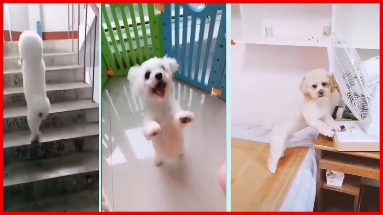 Funny Dog Video running upstairs.