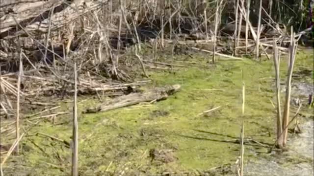 Wasil Science: Birds of the Wetland