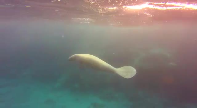 Swimmers thrilled as friendly manatee meets up with eagle ray