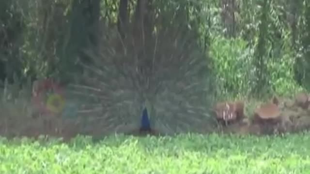 Peacock dancing