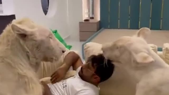 Dubai prince playing with his pet lions at home