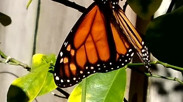 MONARCH DRIES WINGS