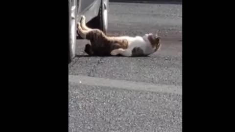 Funny And Cute Cat's Life (Part 2 ) Cats And Owners Are The Best Friends Videos