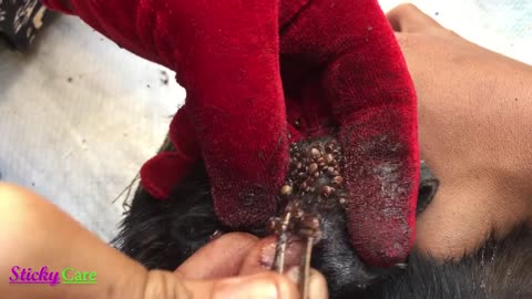 Removing All Ticks From Dog - Dog Ticks Removing Clip - Ticks Removal Videos EP 12