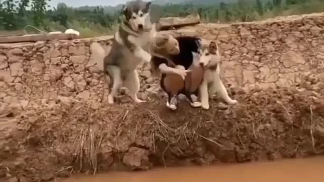 Funny dog video