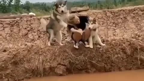 Funny dog video