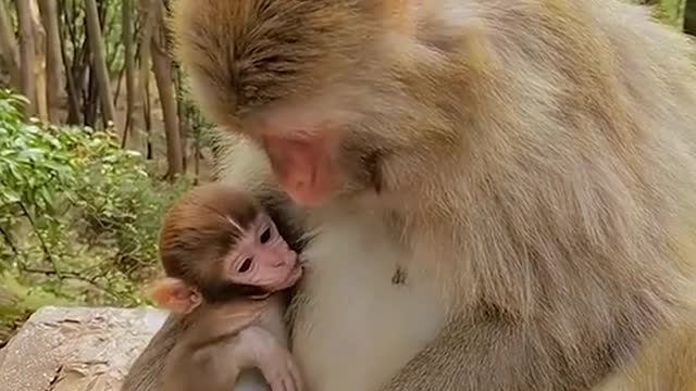 funny animal videos for kids ! Monkey's