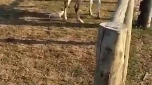 Hen play with horse