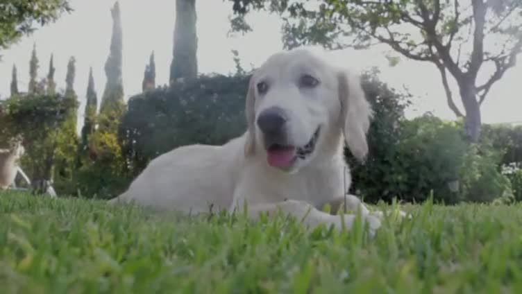 cute lovely dog playing