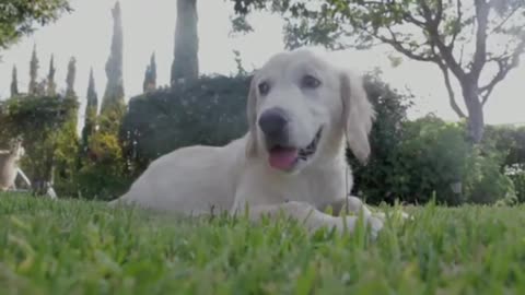 cute lovely dog playing