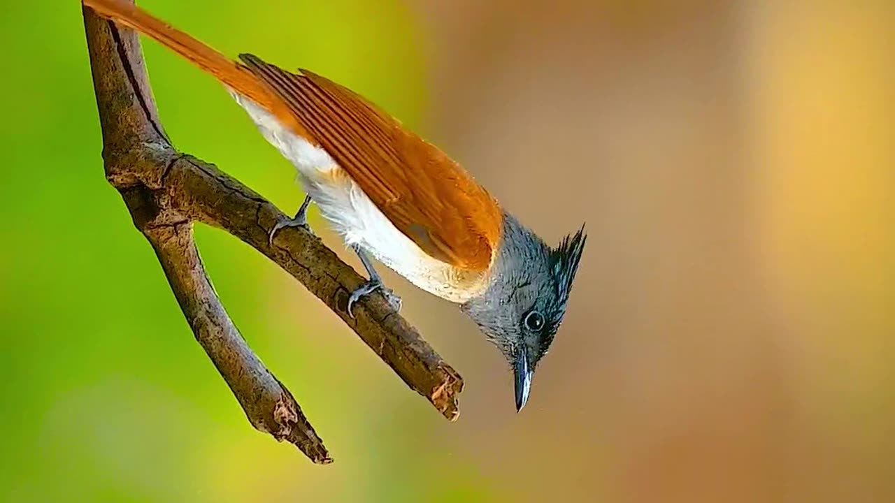 The birds lifestyle | Wildlife |forest #birds #Wildlife #nature #NaturalBeauty
