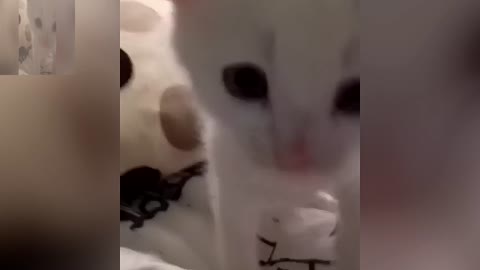 A very energetic cat