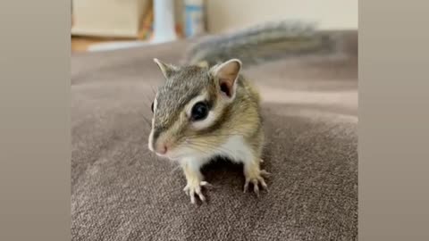 Cute pets