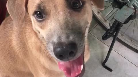 laughing dog