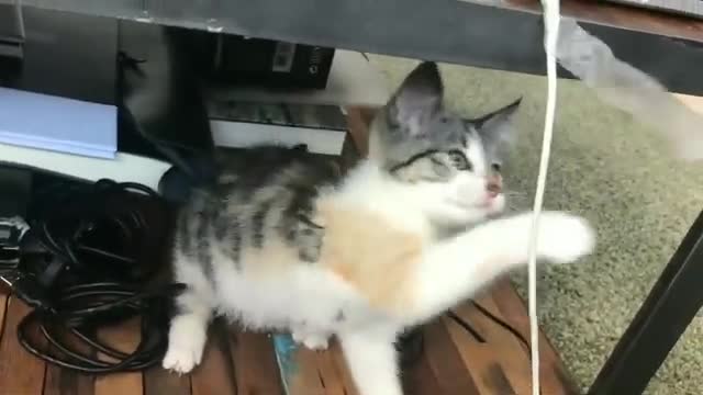 Baby Cats Funny and Cute Baby Cat Videos Compilation| Cute Cat Videos| Baby Cute Cat Videos|