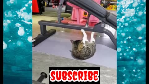 @Cat Exercise in Gym