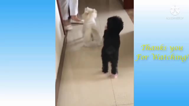 Cute peatsr -Cute baby cot !Funny baby animals !funny cotFunny Dog Videos