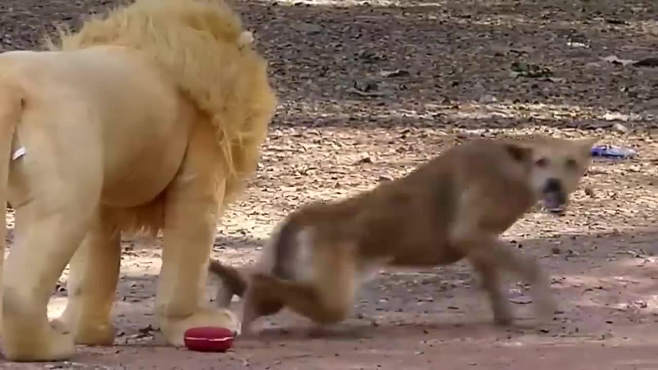 Fake_lion_dog_troll_prank_funny_compilations