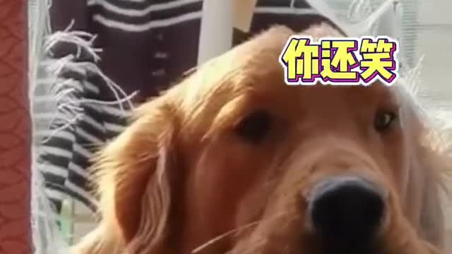 cutes dogs | cutest dog in the world | cute dog clip 2021