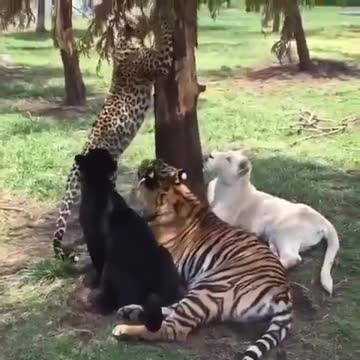 Friendship of five species of wild animals, puma, leopard, tiger, lion and white lion