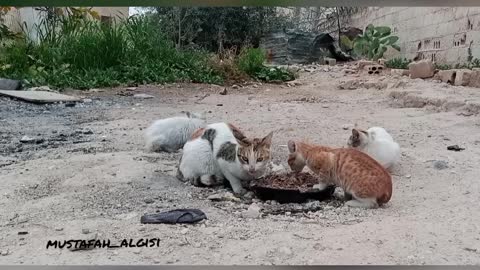 Cats eat ^_^