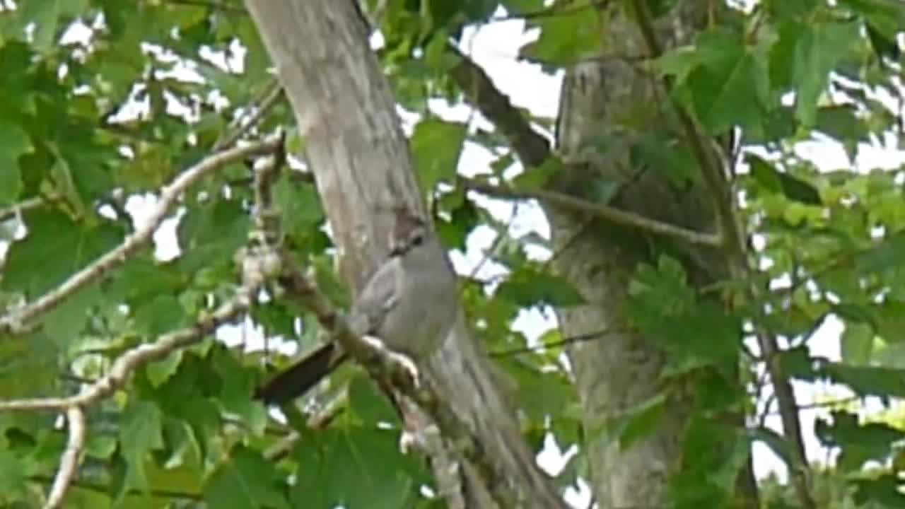 Blue-Gray Gnatcatcher Bird