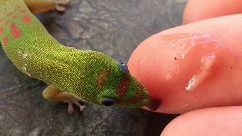 Tiny lizard eats from fingers