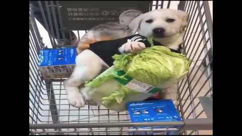 Innocent puppy cutely eating cabbage