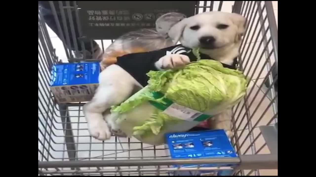 Innocent puppy cutely eating cabbage