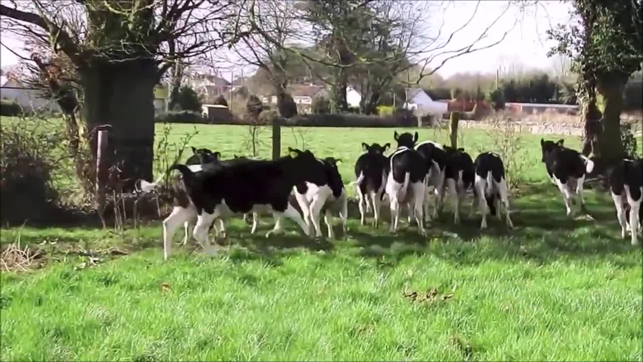 Cows Go Moo (Baby Edition) - CUTEST Compilation