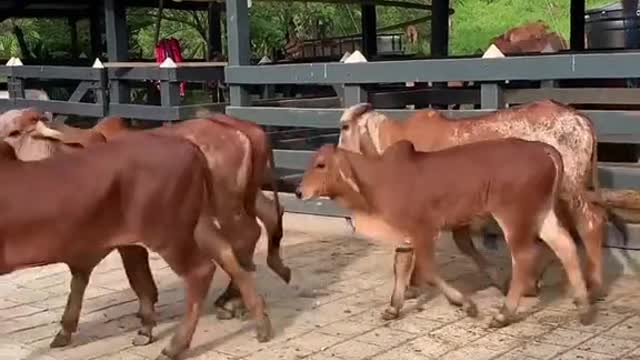 Donadoras productoras los mejores embriones hijos de lso mejores toros productores