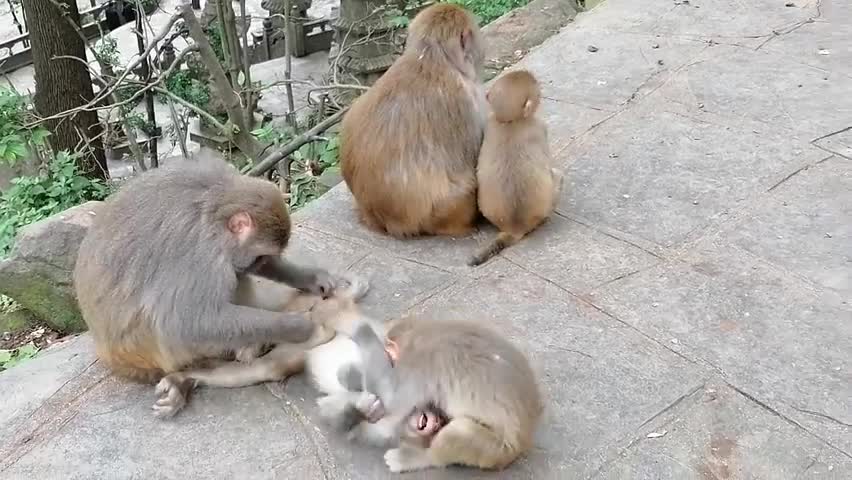 Monkey happy and funny family