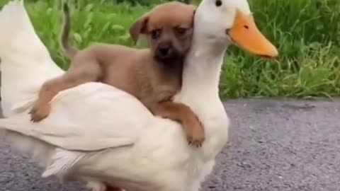 Cute Duck carrying Doggy on her Back