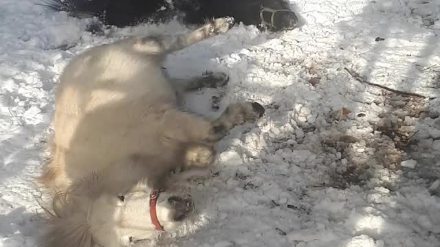 Ponies playing in the snow !